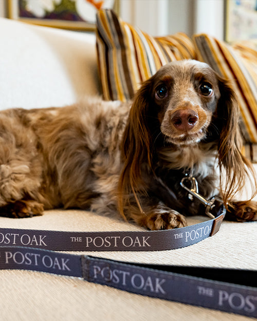 A frontal view of a brown and white long-haired dachshund laying on a light-colored couch with striped pillows in the background, wearing a grey leash that reads 'THE POST OAK' in white along it and a brown square label. 