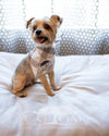 Small dog wearing The Post Oak Dog Bandana while sitting on The Post Oak Dog Bed. 