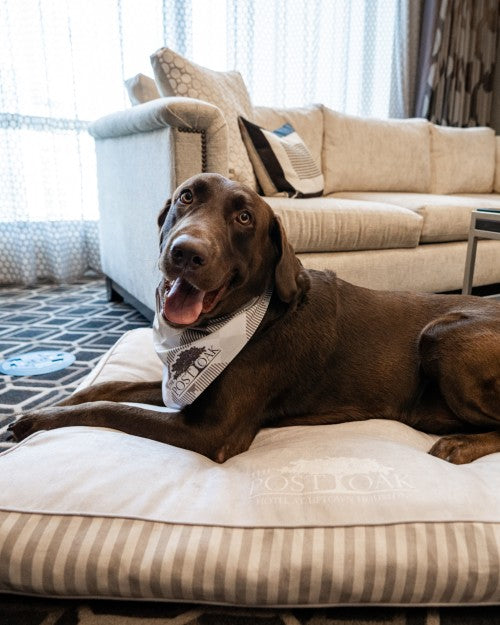 Large brown dog laying on The Post Oak Dog Bed with Linen Cover in Post Oak hotel room.
