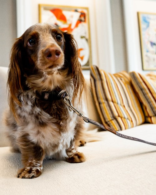 THE POST OAK | Eco Friendly Pet Collar
